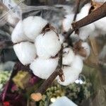 Gossypium herbaceum Fula