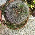 Mammillaria zeilmanniana موطن