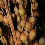 Panicum miliaceum Flor