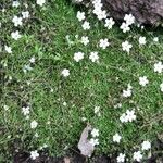 Arenaria balearica Flower