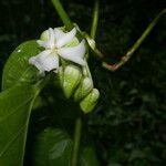 Mendoncia brenesii Flor