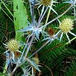 Eryngium bourgatii Folha