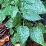 Stachys sylvatica Листок