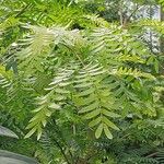 Calliandra surinamensis Feuille