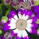 Pericallis cruenta Virág