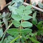 Vicia sepium Fuelha