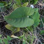 Camonea umbellata Leaf