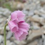 Allium narcissiflorum Flower