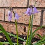 Hyacinthoides × massartiana Kwiat