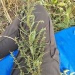 Rumex palustrisЛист