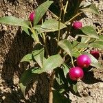 Syzygium paniculatum Плід