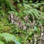 Adenostyles alpina Fula