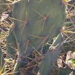 Opuntia dillenii Muu