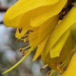 Sophora denudata Flower