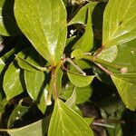 Viburnum venustum Hoja