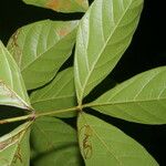 Paullinia pinnata Leaf