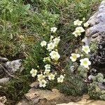 Saxifraga squarrosa عادت