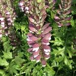 Acanthus mollisFlower