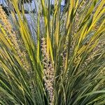 Lomandra longifolia Hoja