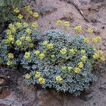 Eriogonum caespitosum Hábitos