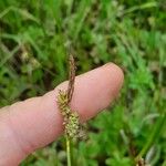 Carex tomentosa Kvet