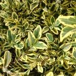 Buxus sempervirens List