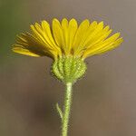 Anisocarpus madioides Flower