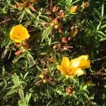 Hypericum lanceolatum Blomst