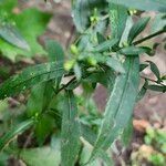 Solidago caesia Flower