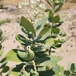 Calotropis procera आदत