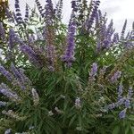 Vitex agnus-castusÇiçek