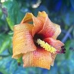 Hibiscus elatus 花