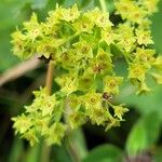 Alchemilla glabra Flor