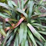 Neoregelia farinosa Fuelha