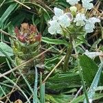 Prunella laciniata Libunga