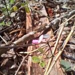 Desmodium scorpiurus Flor
