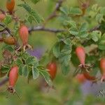 Rosa seraphinii Mbuma
