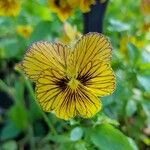 Viola × williamsii Flower