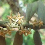 Tridactyle anthomaniaca Flower