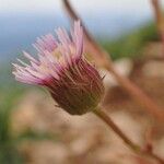 Erigeron alpinus Blüte
