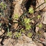 Petrosedum ochroleucum Habitat