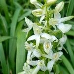 Platanthera bifoliaBlüte