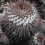 Mammillaria standleyi Hábito