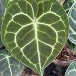 Anthurium crystallinum Hoja