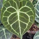 Anthurium crystallinum List