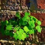 Lamium hybridumFolha