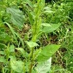 Amaranthus hybridus Blatt