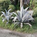 Agave americana Deilen