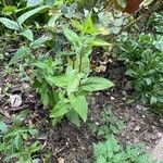 Epilobium montanum Frunză
