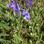 Scutellaria siphocampyloides 整株植物